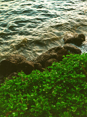 Végétation tropicale au bord de la mer avec rochers