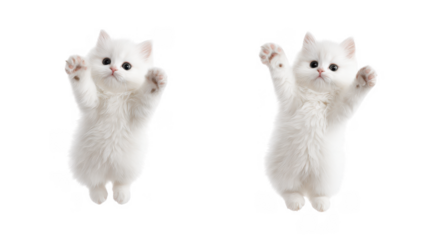 Two fluffy white kittens playfully reaching out with their paws. set against a clean white background. conveying a sense of joy and innocence. suitable for pet-related content