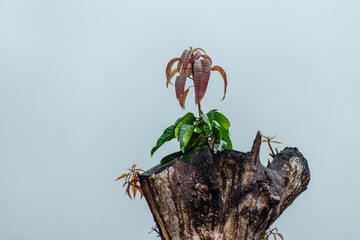New mango tree sprout growing from old tree stump