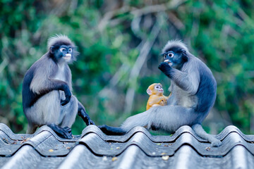 Dusky leaf monkeys with baby sitting on roof