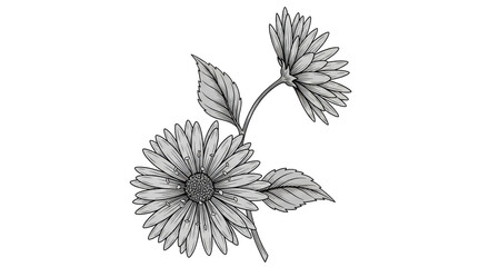 Isolated Daisy Flowers