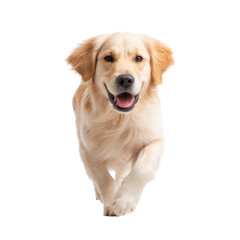 Obraz premium A joyful golden retriever running towards the camera with a bright smile. showcasing its playful nature in a clean. white studio background. ideal for pet-related content