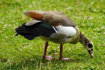 The Egyptian goose (Alopochen aegyptiaca) is a member of the duck, goose, and swan family Anatidae. It is native to Africa south of the Sahara and the Nile Valley. Hanover, Germany.