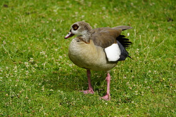 The Egyptian goose (Alopochen aegyptiaca) is a member of the duck, goose, and swan family Anatidae. It is native to Africa south of the Sahara and the Nile Valley. Hanover, Germany.