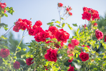 Blume Flower