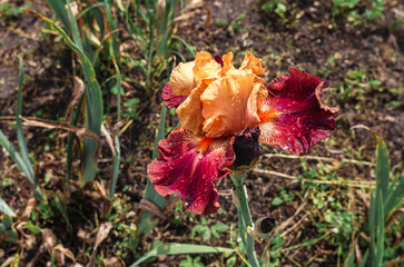 Cherry yellow brown decorative iris flowers in flowerbed on blurred background of other plants....
