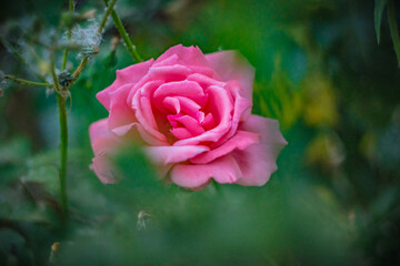Blume Flower