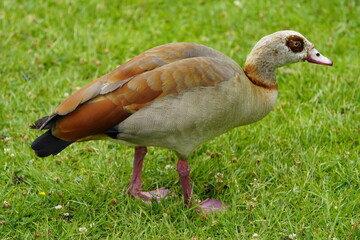 The Egyptian goose (Alopochen aegyptiaca) is a member of the duck, goose, and swan family Anatidae....