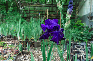 Dark blue decorative iris flowers in flowerbed with water drops against background of  greenhouse...