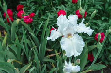 Light blue and white iris flower with raindrops on background of blooming red peonies. Floral screensaver.