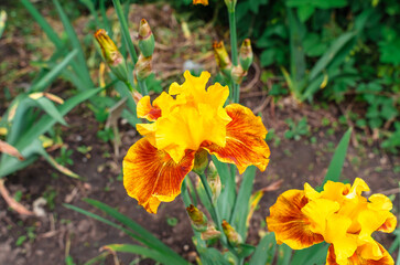 Yellow iris flower with orange tint blooms in flowerbed. Blurred background of frost-damaged green...