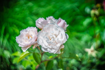 Blume Flower