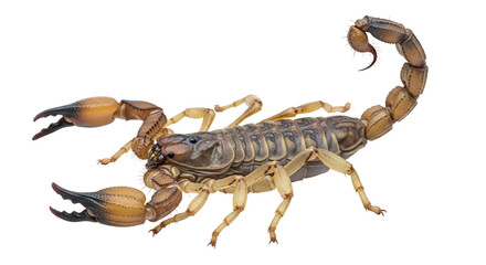 Isolated Scorpion
