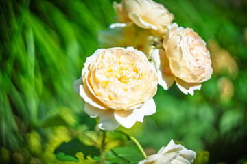 Blume Flower