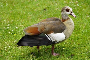 The Egyptian goose (Alopochen aegyptiaca) is a member of the duck, goose, and swan family Anatidae. It is native to Africa south of the Sahara and the Nile Valley. Hanover, Germany.