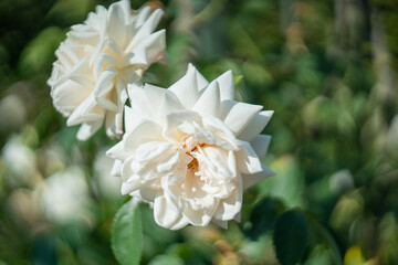 Blume Flower