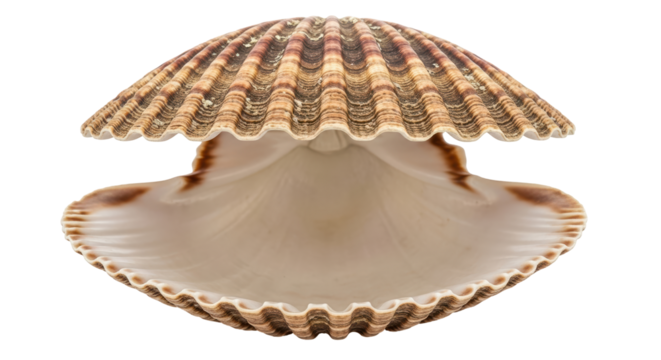 Isolated Sea Shell