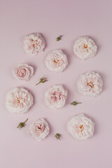 luxurious English roses of pale pink color