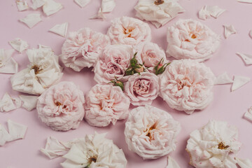 luxurious English roses of pale pink color