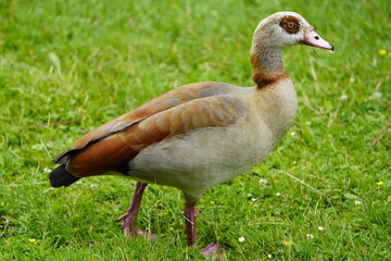 The Egyptian goose (Alopochen aegyptiaca) is a member of the duck, goose, and swan family Anatidae. It is native to Africa south of the Sahara and the Nile Valley. Hanover, Germany.