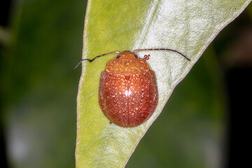 Paropsis affinis - Dorsal View of Australian Leaf Beetle