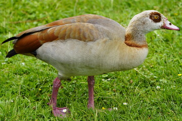 The Egyptian goose (Alopochen aegyptiaca) is a member of the duck, goose, and swan family Anatidae. It is native to Africa south of the Sahara and the Nile Valley. Hanover, Germany.