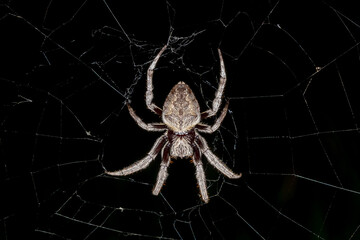 Hortophora transmarina - Orb-weaving Spider Resting in Web at Night
