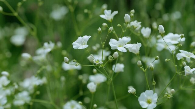 extreme close-up of delicate white flowers in blurred green meadow in slow motion wind, summer garden idyll