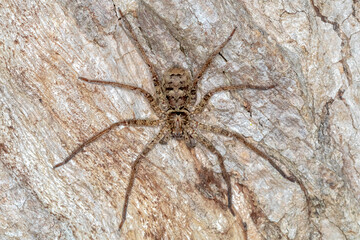 Jungle Huntsman Spider (Heteropoda jugulans) - Camouflaged on Tree Bark