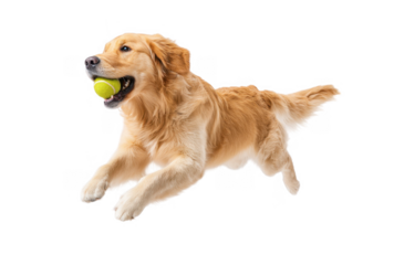 A golden retriever joyfully leaps in mid-air to catch a bright green tennis ball. showcasing its playful spirit against a clean white background. perfect for pet-related content