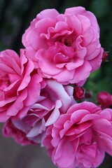 Three pink roses in the garden