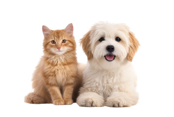 Obraz premium A fluffy orange cat and a cheerful white dog sit side by side on a clean white background. showcasing the bond between pets. ideal for animal lovers and pet care promotions