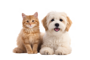 A fluffy orange cat and a cheerful white dog sit side by side on a clean white background. showcasing the bond between pets. ideal for animal lovers and pet care promotions