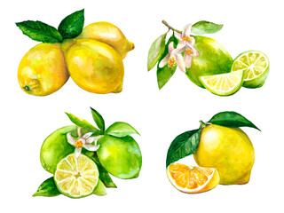 Watercolor set of lime and lemons. Illustrations for design projects. Hand drawn lemon and lime branches with shiny green leaves on a white background.