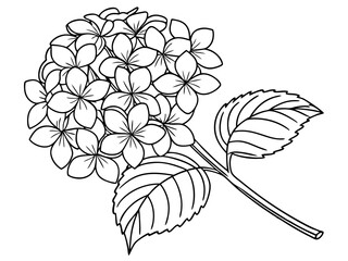 Elegant Hydrangea Petals Illustration
