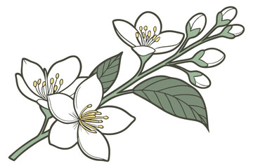 Jasmine Flower Elegant Vector on White