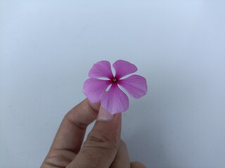 A close-up of a beautiful pink flower held by a hand.