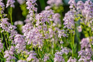Fototapeta premium Common night violet, Red night violet, Matron flower, Hesperis matronalis
