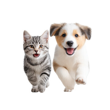 A playful puppy and a curious kitten joyfully running towards the camera. showcasing their friendship and energy. set against a clean white background. perfect for pet-related content