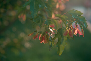 maple leaves, green foliage. ecology nature close up, tree leaves background, looking up ecology and summer travel