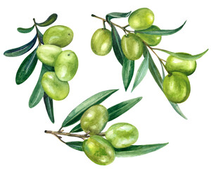 Watercolor set of olives with leaves and fruits. Watercolor soft green olives. Branches on a white background. Illustration for creating advertising, labels, invitations.