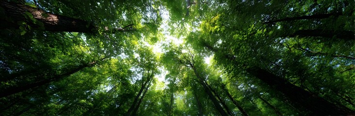Obraz premium 8k Green Forest Panorama, low camera shot on the forest floor, looking up.