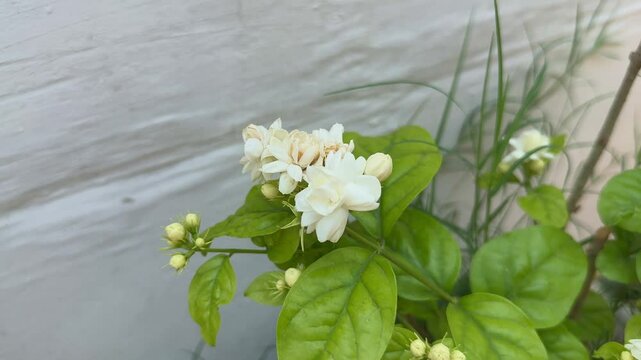 closeup of mogra flower in the garden, Mogra is a type of Jasmine flower, specifically Jasminum sambac. It's commonly known as Arabian Jasmine and is highly fragrant,