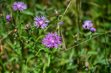 Common knapweed on meadow. Blooming Centaurea nigra. Bee on flower.