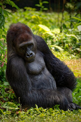 Obraz premium Gorillas are herbivorous, predominantly ground-dwelling great apes