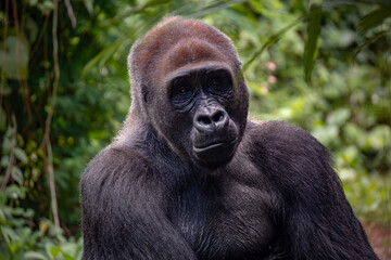 Obraz premium Gorillas are herbivorous, predominantly ground-dwelling great apes