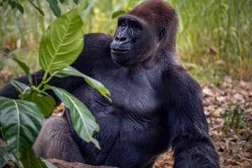 Gorillas are herbivorous, predominantly ground-dwelling great apes