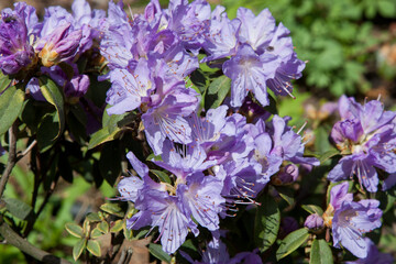Beautiful purple flowers of Rhododendron. Catawba rosebay, Catawba rhododendron, mountain rosebay, purple ivy, purple laurel, purple rhododendron, red laurel, rosebay, Flower bloom background