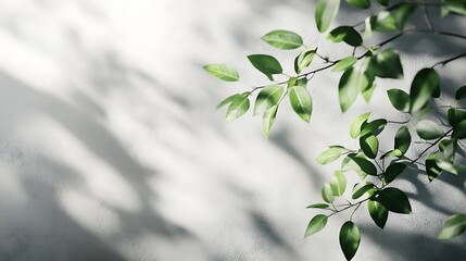 Obraz premium Fresh green leaves and shadow overlay on white concrete wall background enhancing natural light and texture