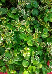 Background and texture of a fresh green leaves, natural background.